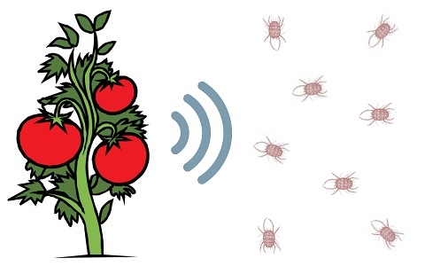 Las plantas emiten sonidos ante situaciones de estrés y las plagas podrían escucharlos